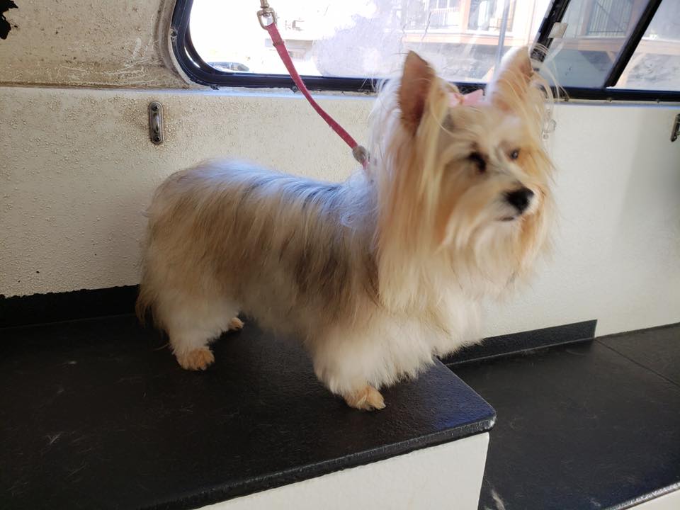 Spokane Dog Grooming β bath in East Central, Spokane