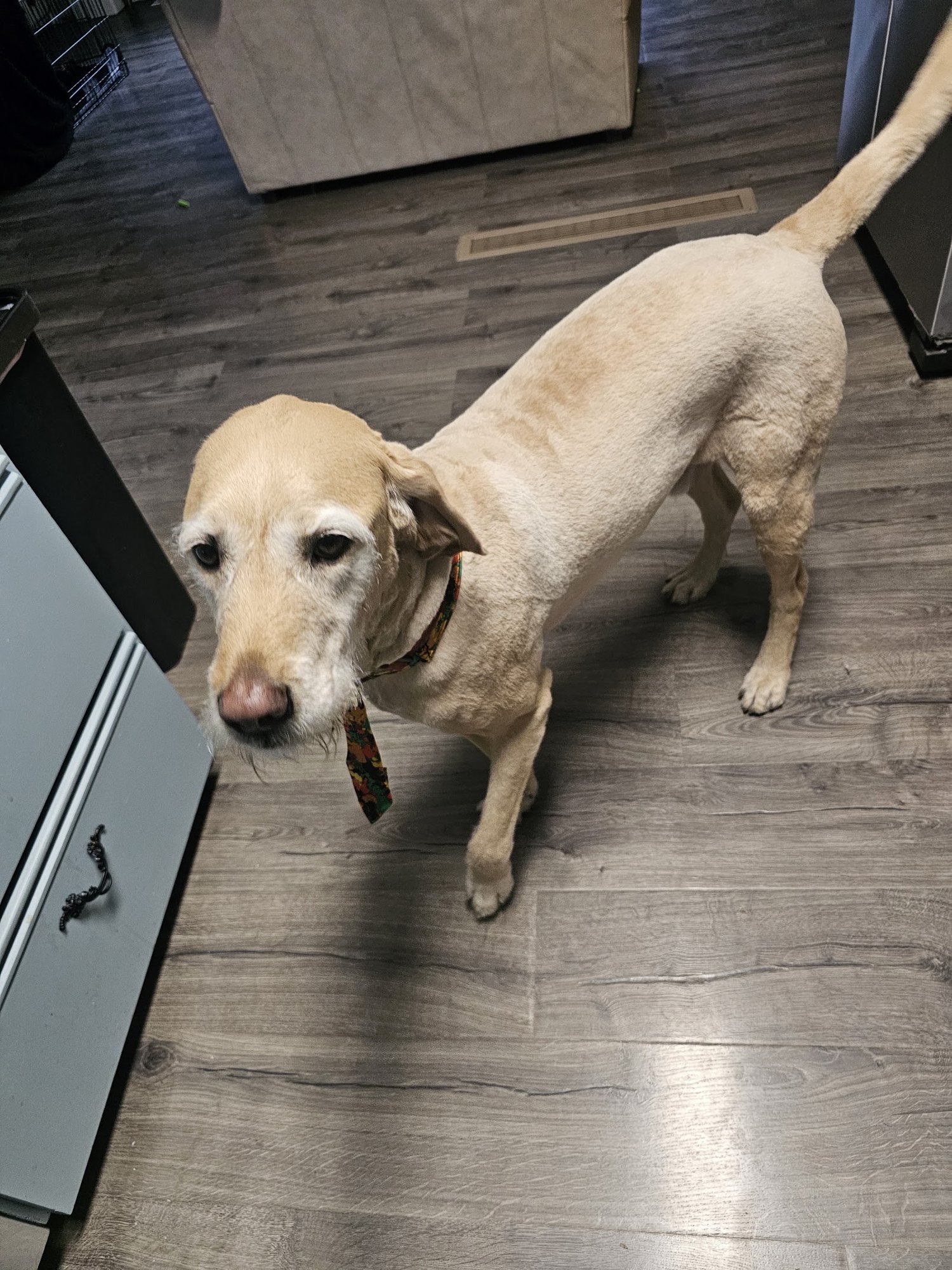 Professional irritation from Spokane Dog Grooming, East Central, Spokane