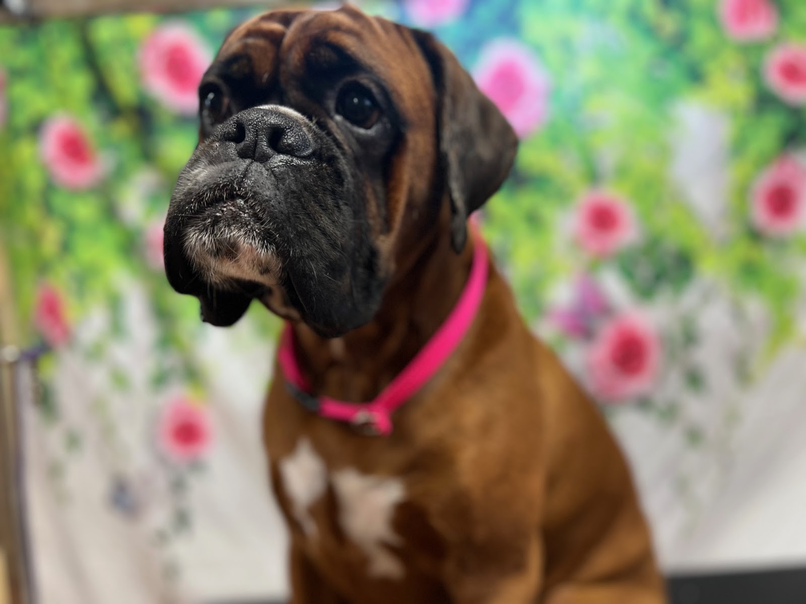 Dog work β Spokane Dog Grooming in East Central, Spokane