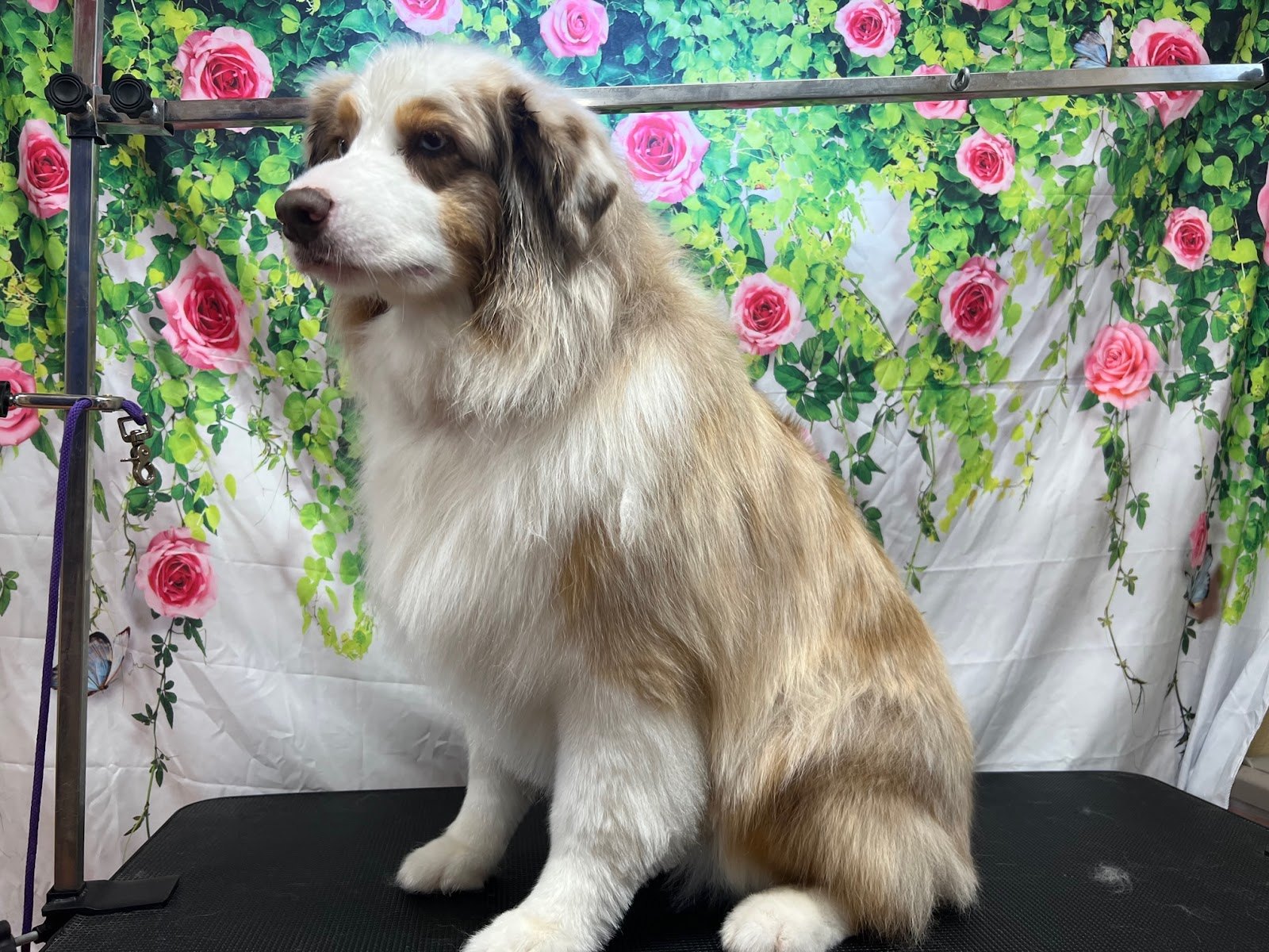 Professional Dog from Spokane Dog Grooming, East Central, Spokane