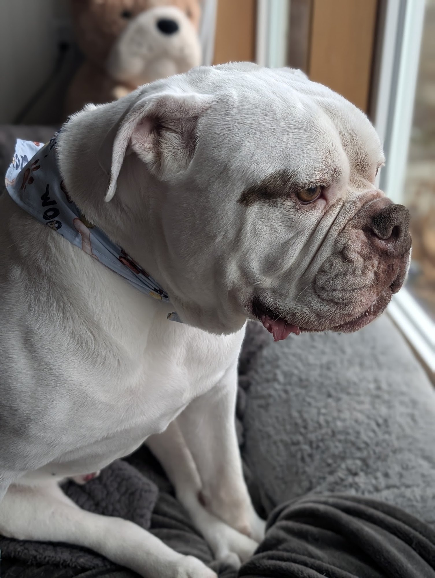 Grooming service by Spokane Dog Grooming in East Central, Spokane