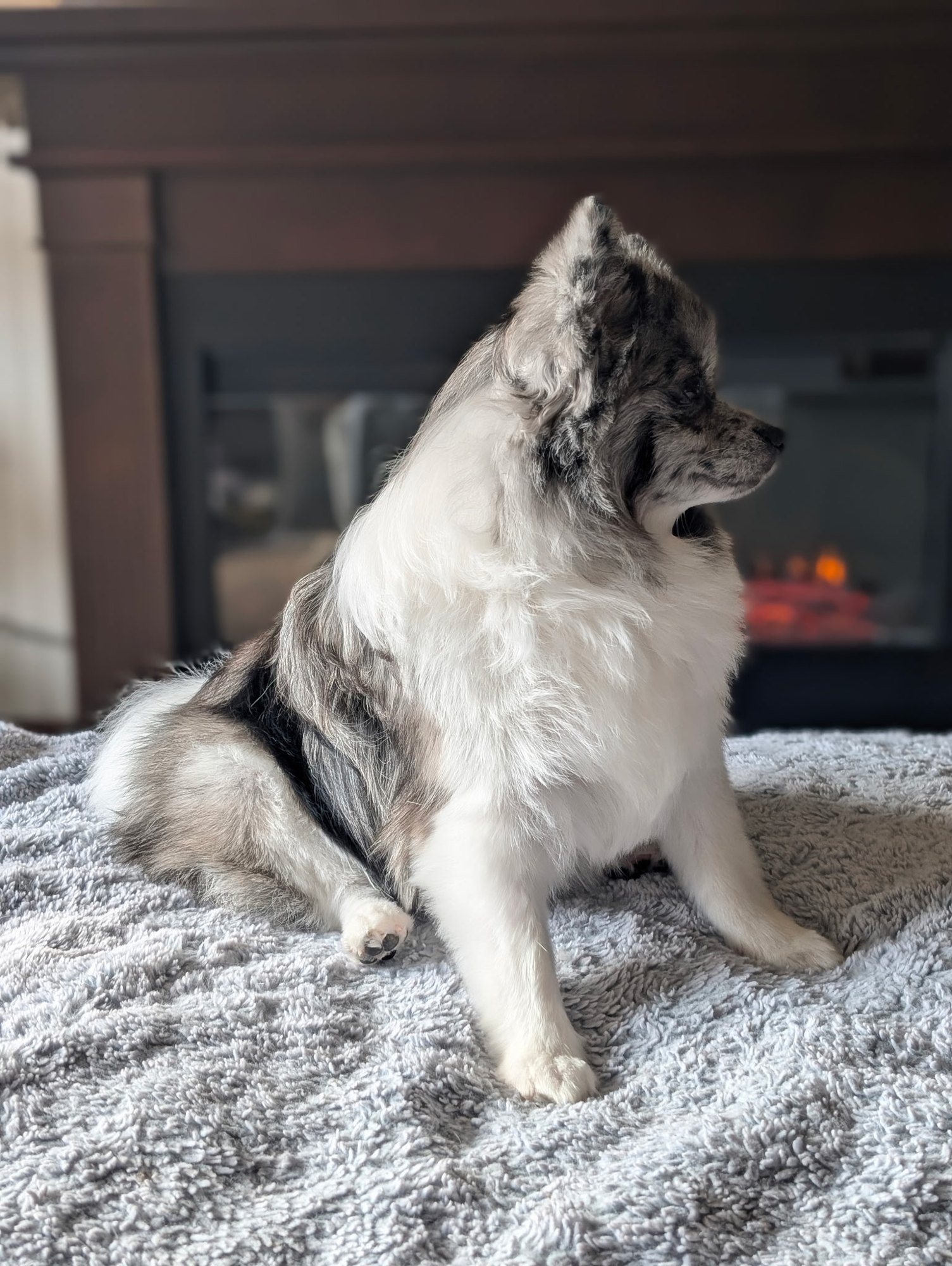 Spokane Dog Grooming β pup in East Central, Spokane