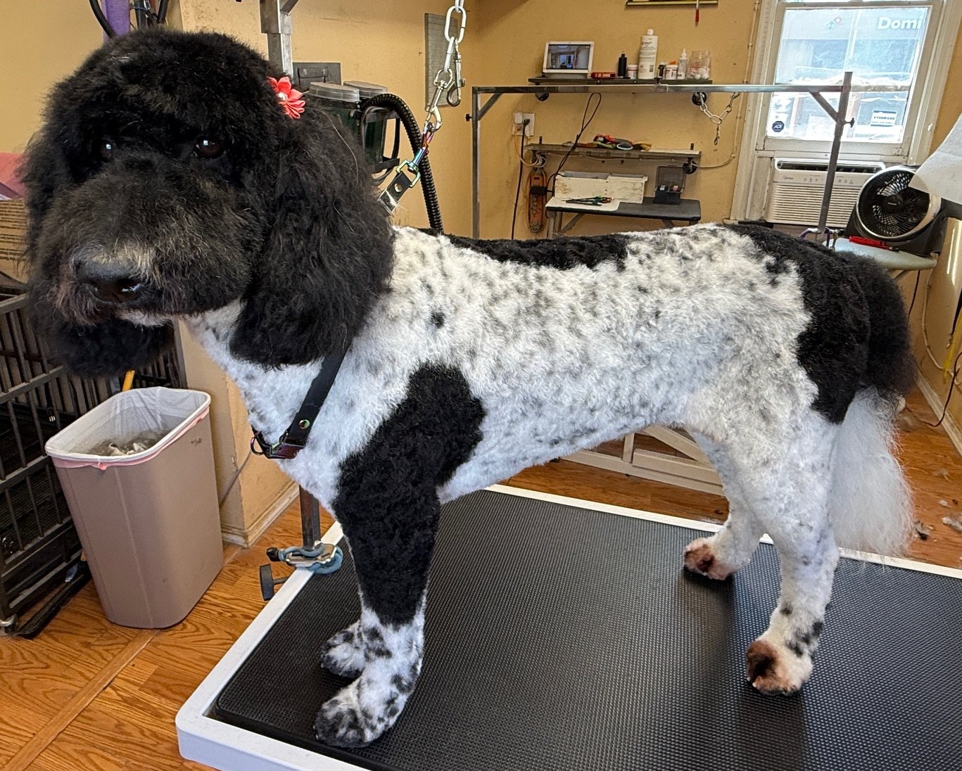 Puppy by Spokane Dog Grooming in East Central, Spokane